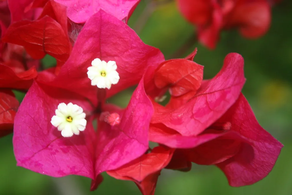 Bougainvillea colour by Living Colour Landscapes