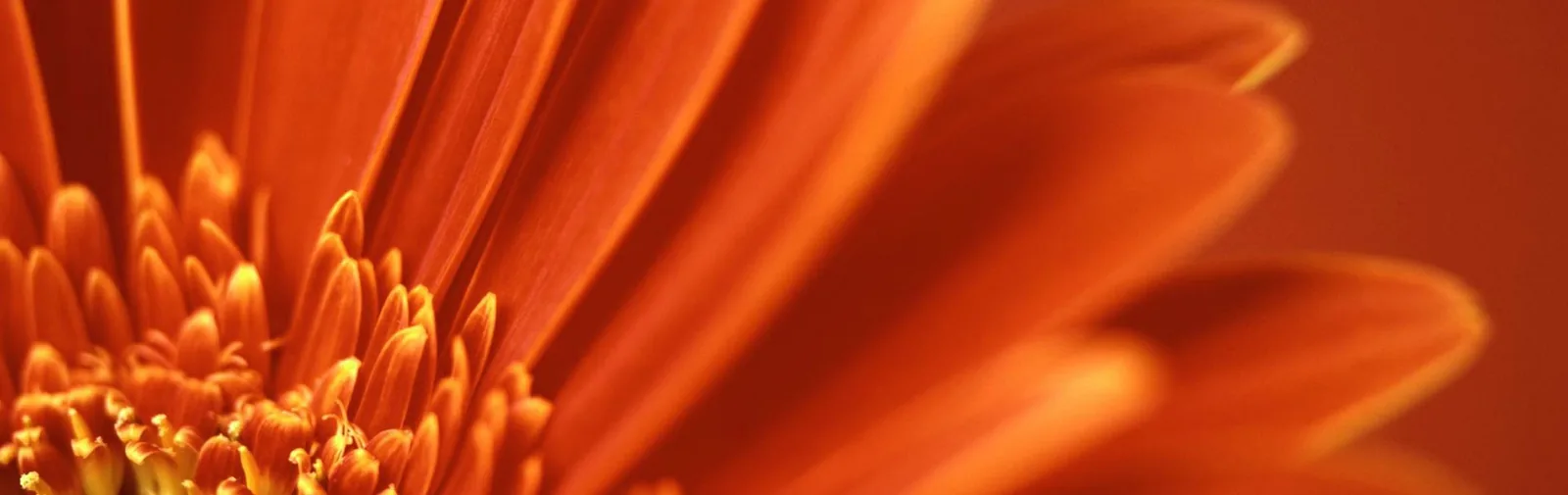 A seasonal flowering-colour display