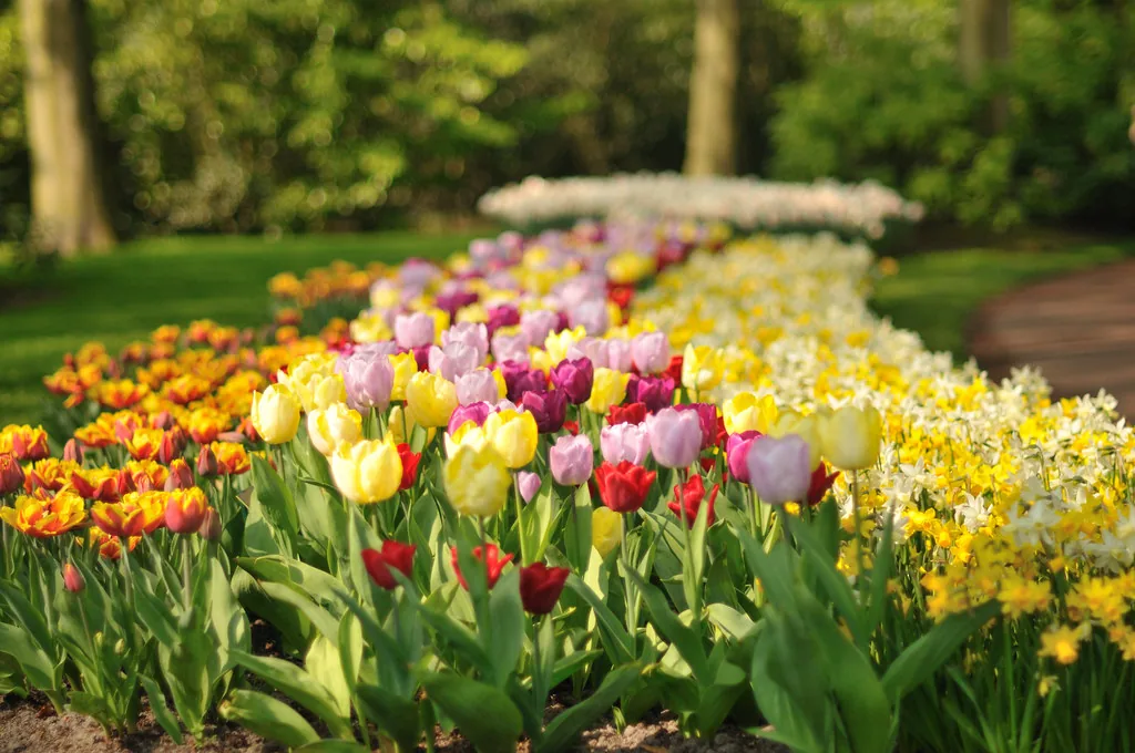 A flowering entry garden by Living Colour Landscapes