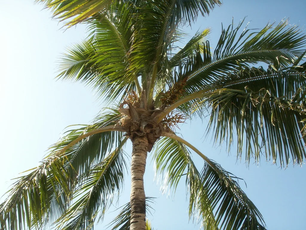 Specimen palm care by an ISA Certified Arborist